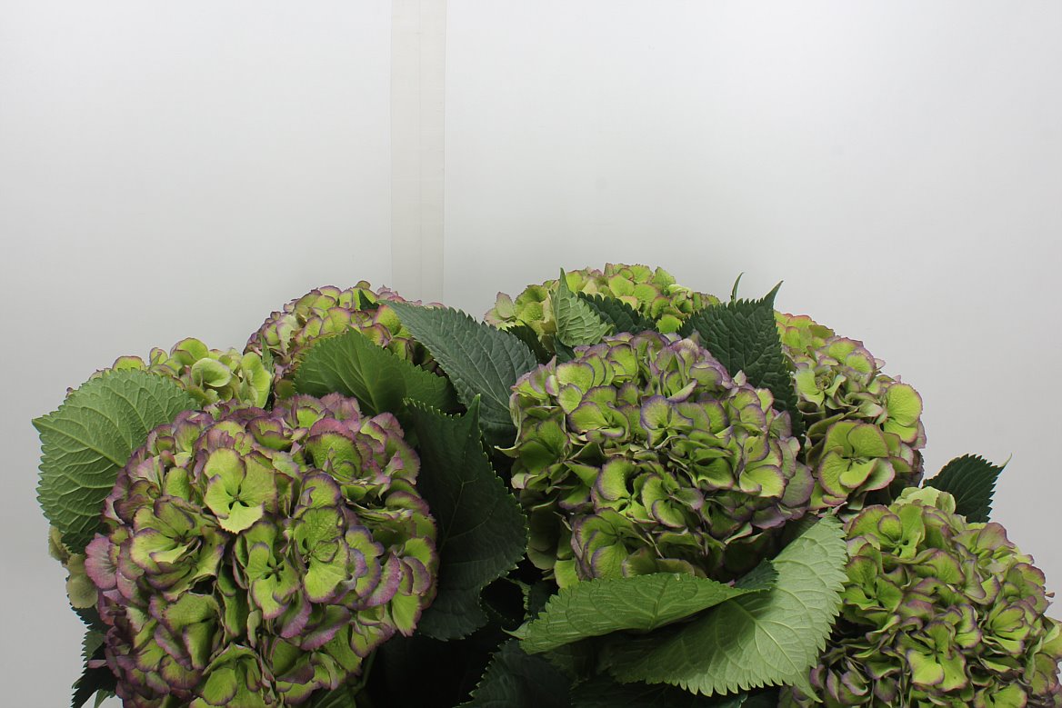 Hydrangea Elbtal Classic 70cm 19-21cm Hd