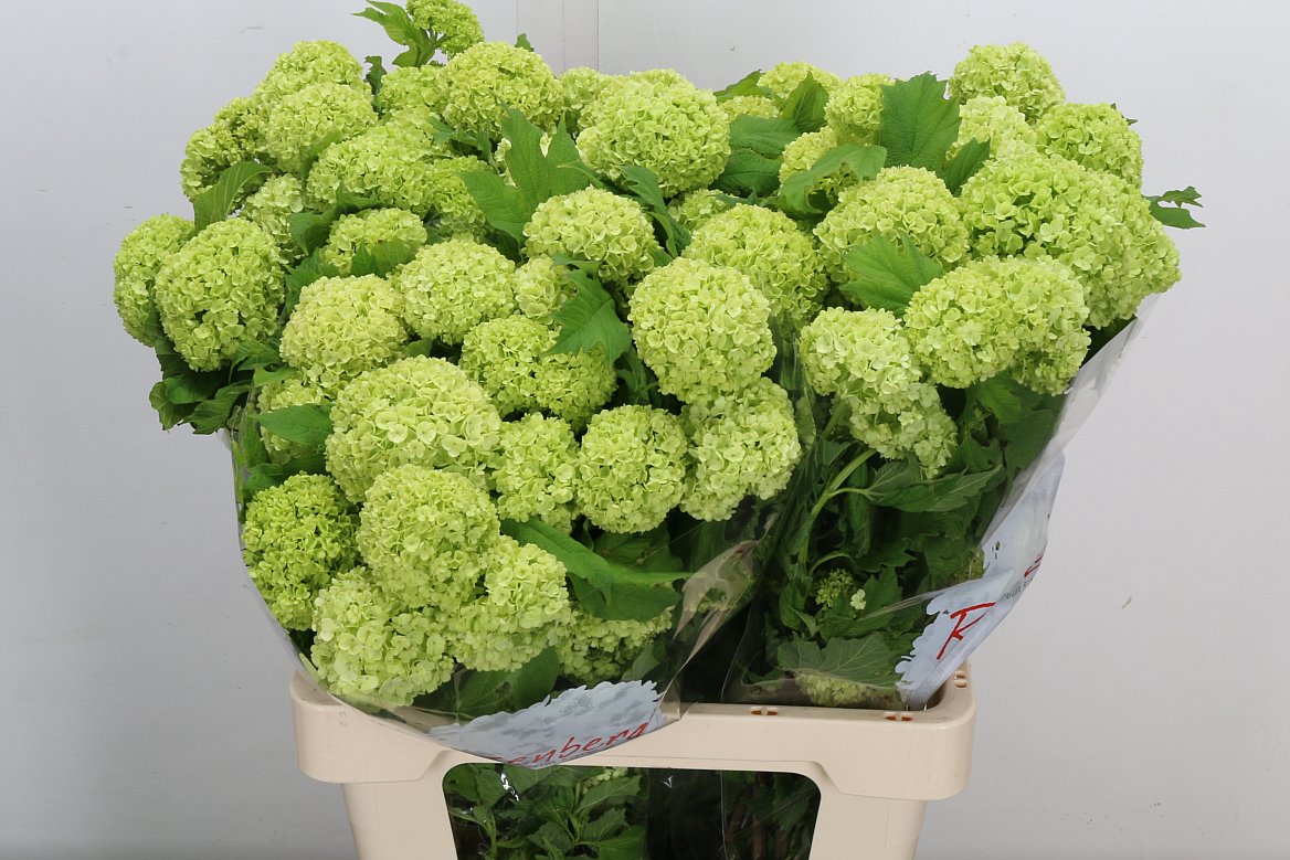 Viburnum Opulus Roseum 60cm 2-hd