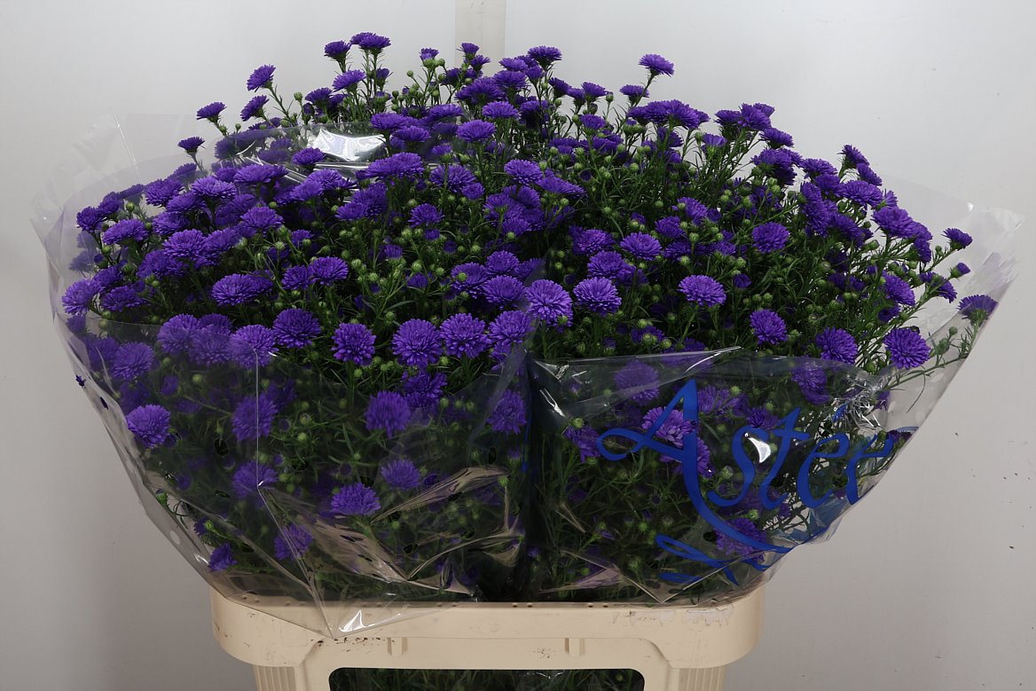 Aster Astee Dark Milka 80cm 35gr.