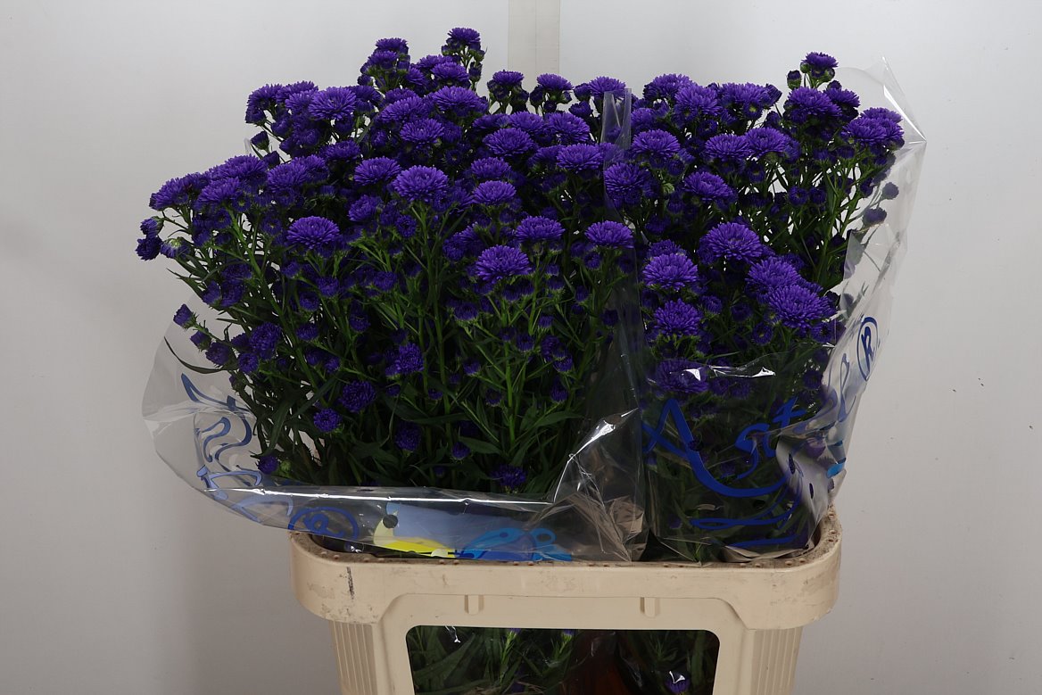 Aster Astee Dark Milka 85cm 40gr.