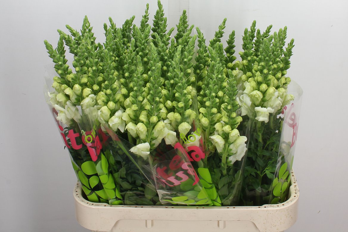 Antirrhinum Potomac Ivory White 80cm