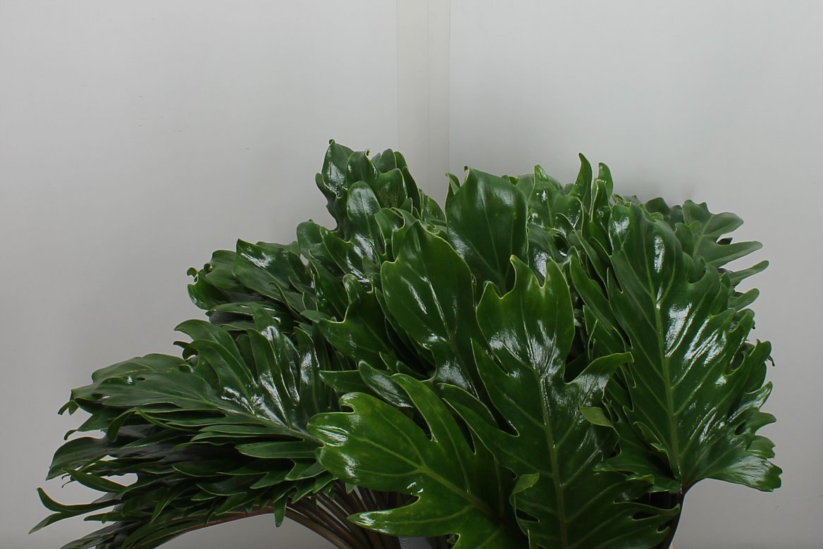 Philodendron Xanadu 50cm 20cm Hd