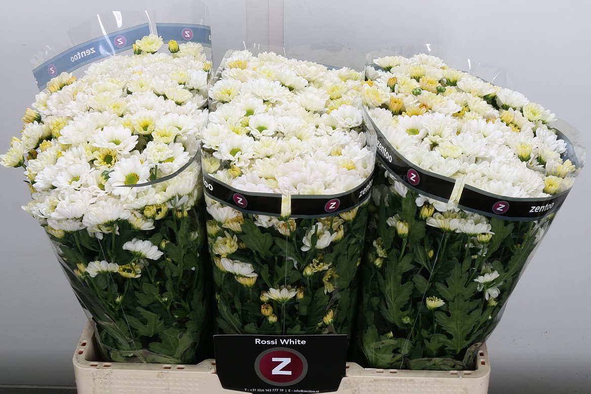 Chrysanth Santini Rossi White 55cm 44gr.
