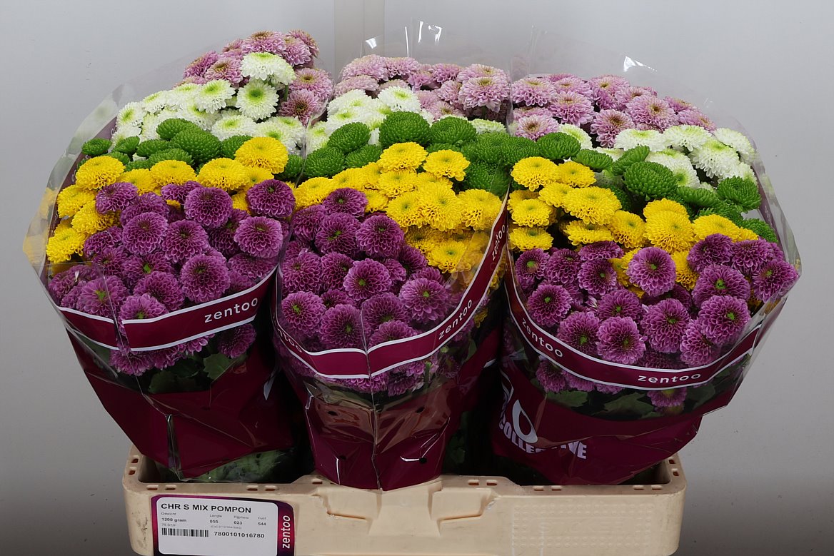 Chrysanth Santini Pompon Mix Per Bunch 55cm 48gr.