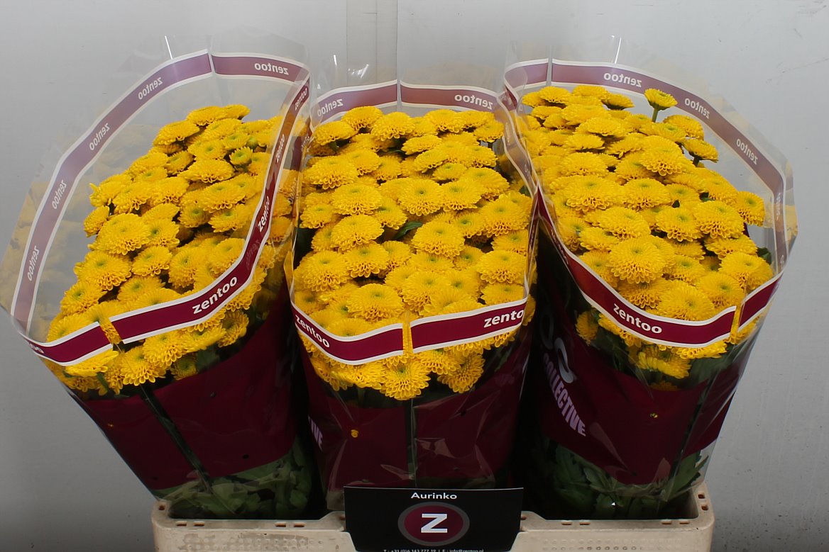 Chrysanth Santini Aurinko 55cm 40gr.
