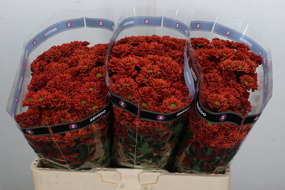 Chrysanth Santini Melissa 55cm 40gr.