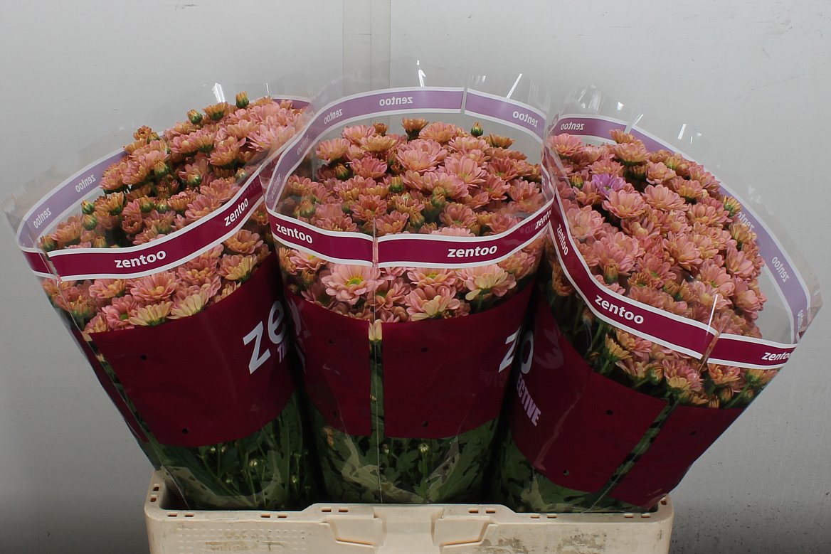 Chrysanth Santini Rossi Smokey 55cm 40gr.