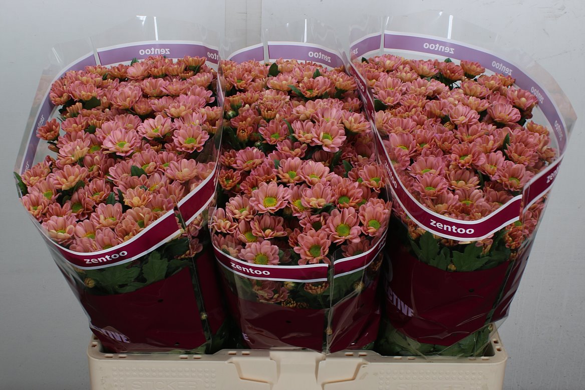 Chrysanth Santini Rossi Smokey 55cm 44gr.