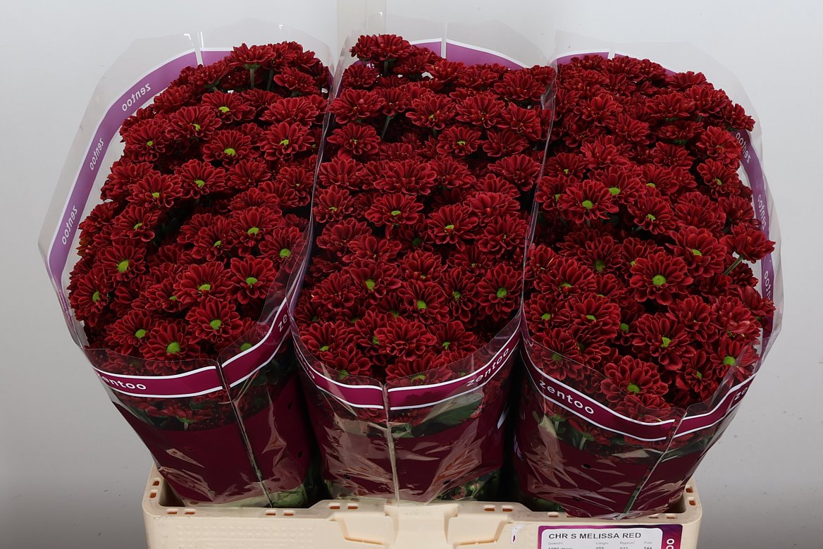 Chrysanth Santini Melissa Red 55cm 40gr.