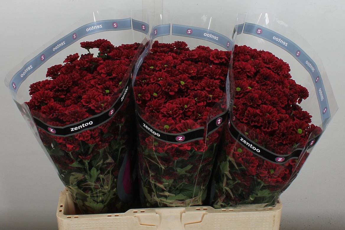 Chrysanth Santini Melissa Red 55cm 38gr.