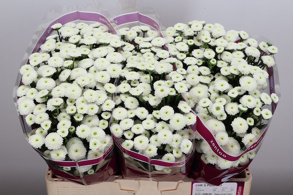 Chrysanth Santini Pizarro 55cm 44gr.