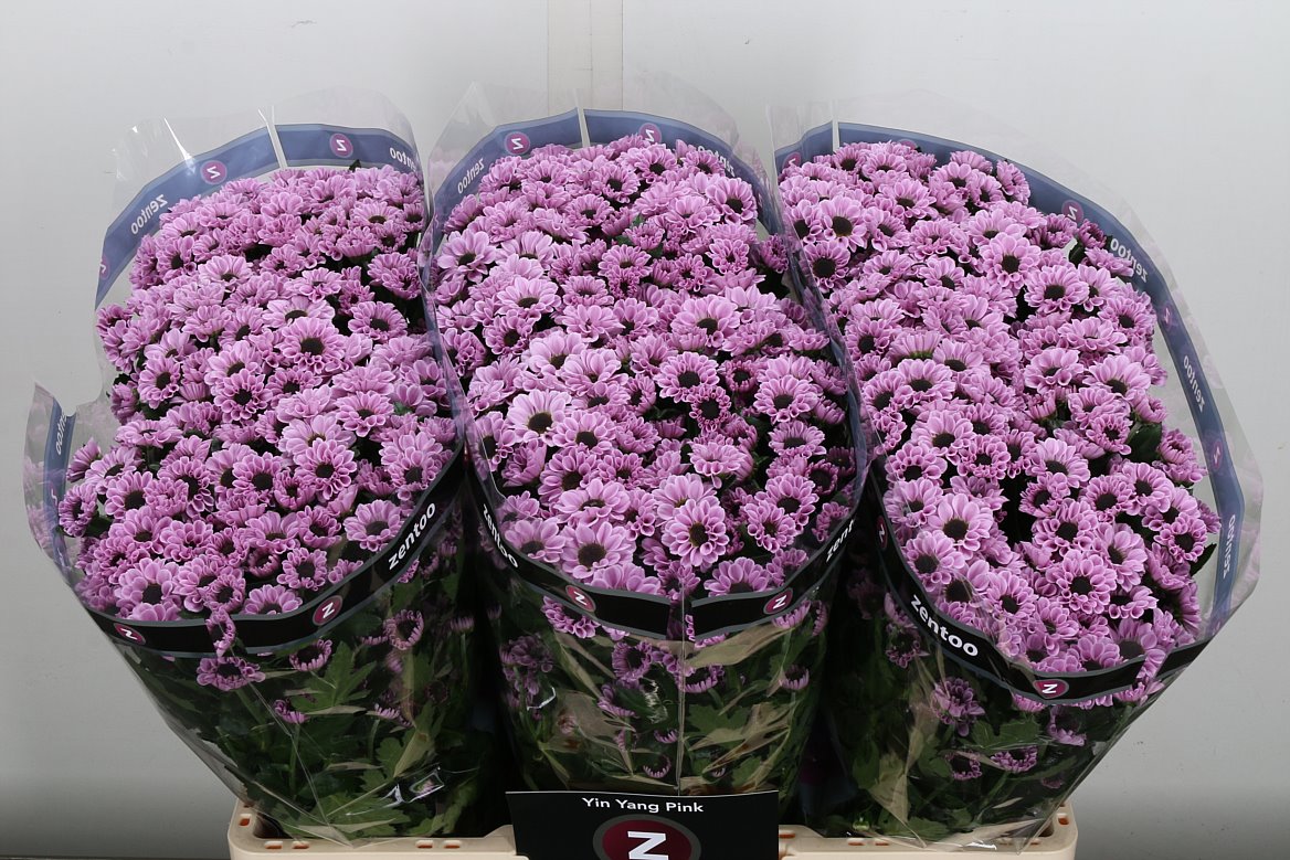 Chrysanth Santini Yin Yang Pink 55cm 48gr.