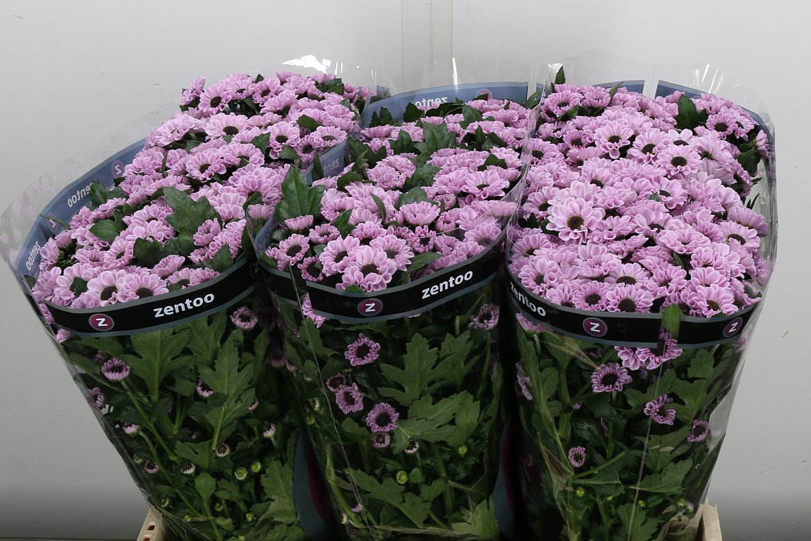 Chrysanth Santini Yin Yang Pink 55cm 52gr.