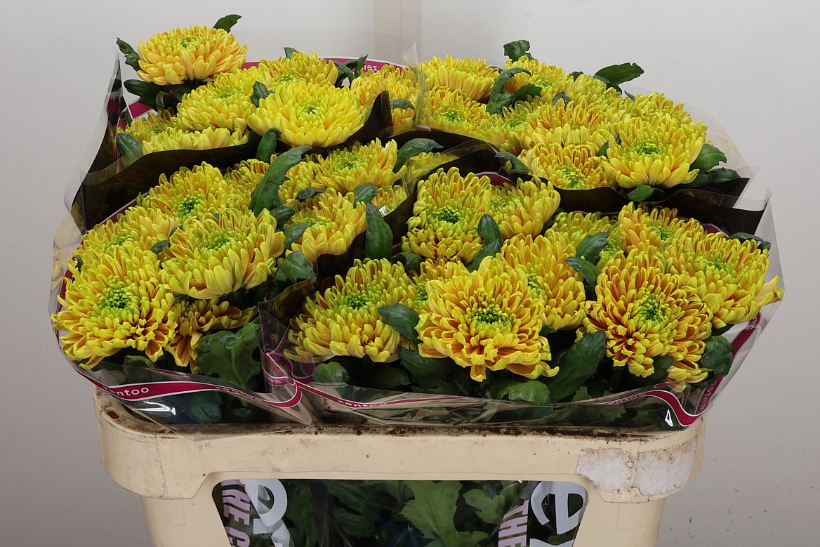 Chrysanth Single Rossano Elizabeth 70cm 80gr.