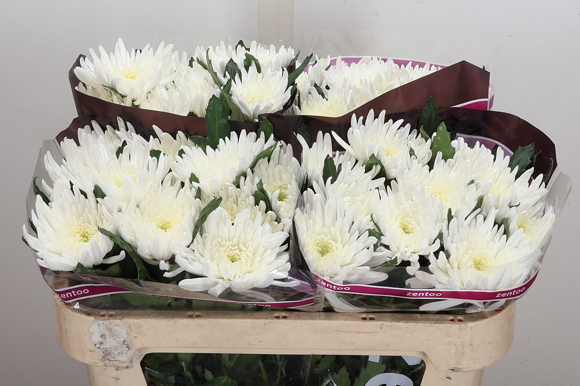 Chrysanth Single Topspin 70cm 85gr.