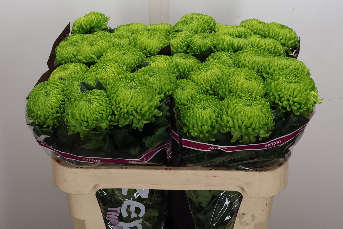 Chrysanth Single Alemani 70cm 100gr.