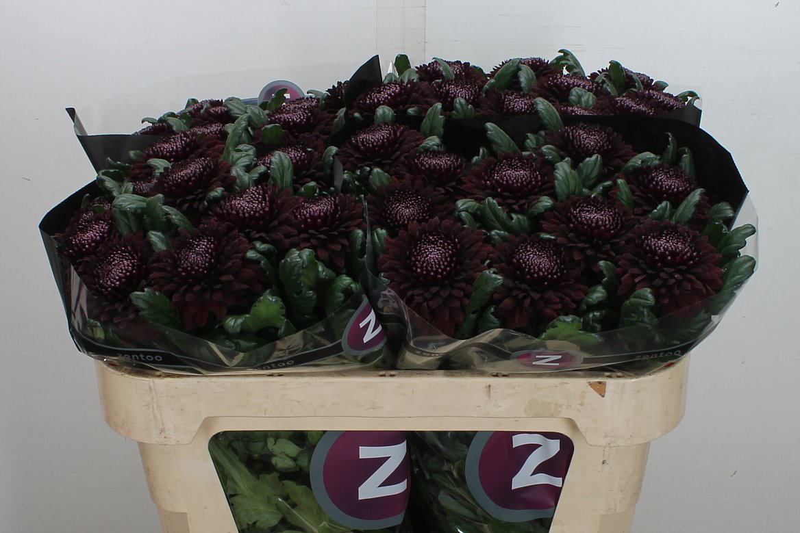 Chrysanth Single Poker 70cm 80gr.