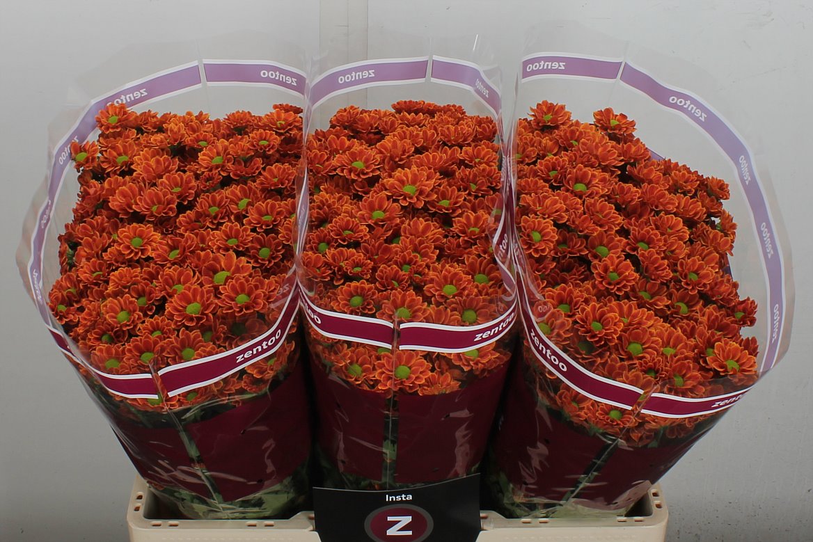 Chrysanth Santini Insta 55cm 40gr.