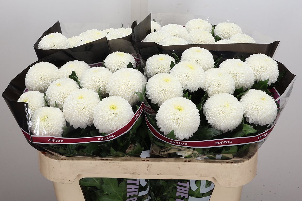 Chrysanth Single SuperBowl 70cm 80gr.