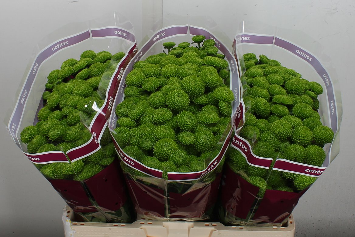 Chrysanth Santini Peptalk 55cm 48gr.