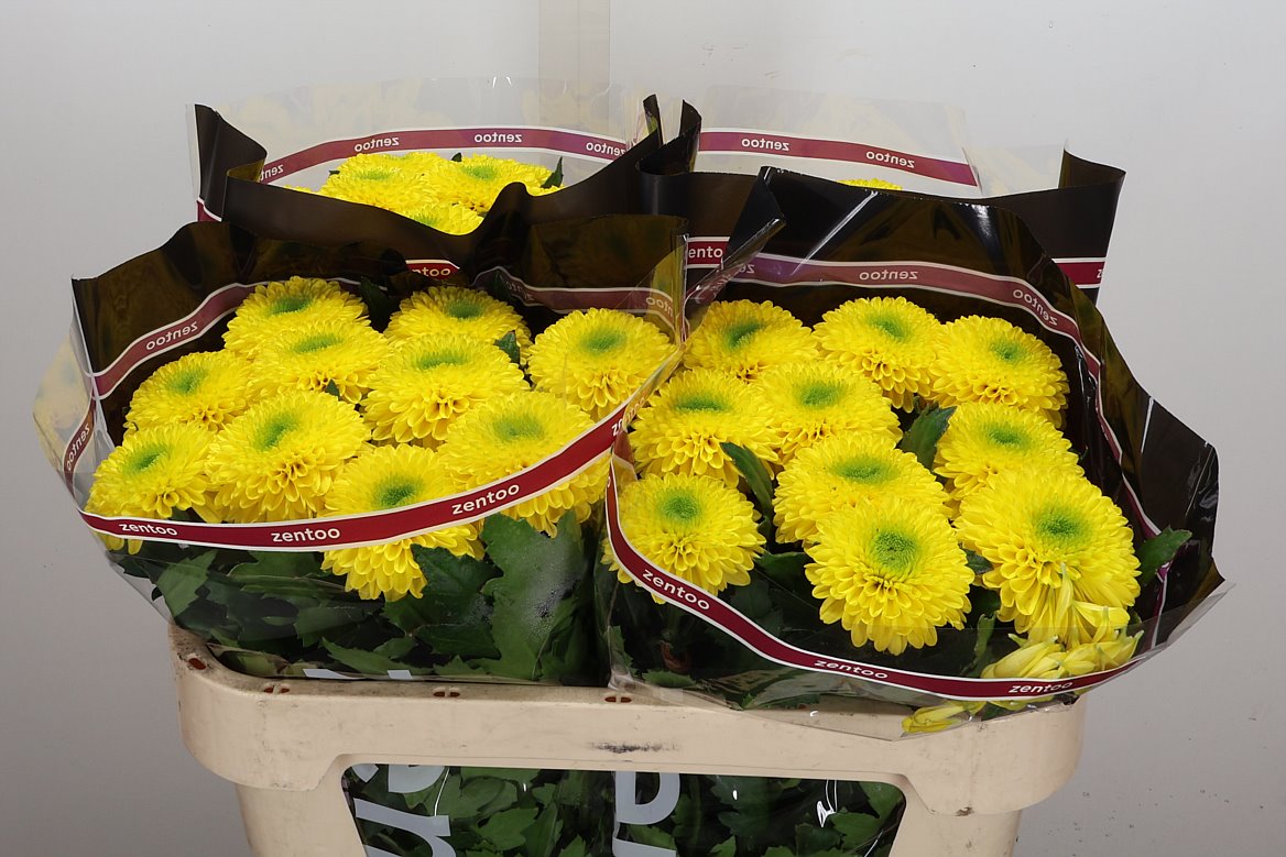 Chrysanth Single Brasiliana 70cm 80gr.