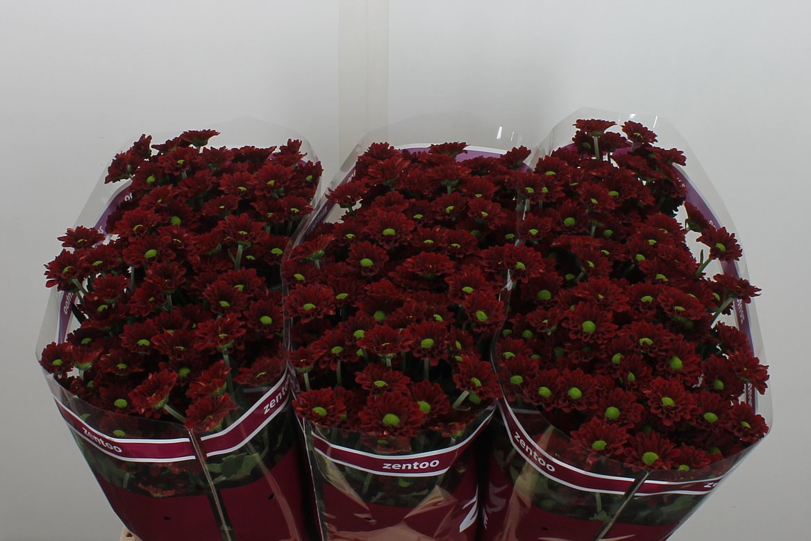 Chrysanth Santini Mexx 55cm 40gr.