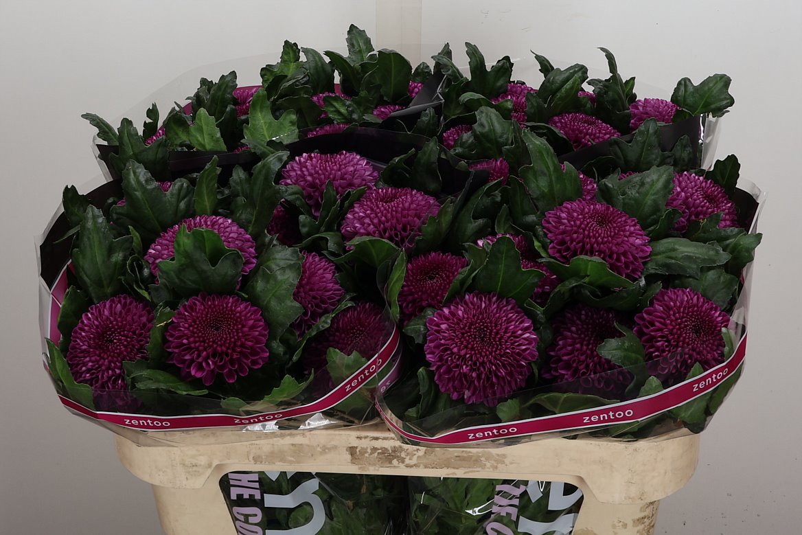Chrysanth Single Roxo 70cm 80gr.