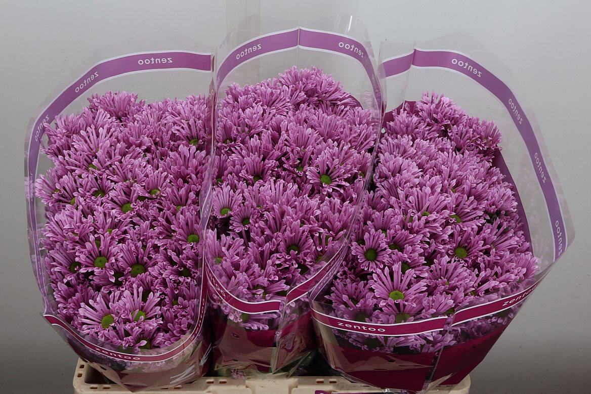 Chrysanth Santini Bluff 55cm 40gr.