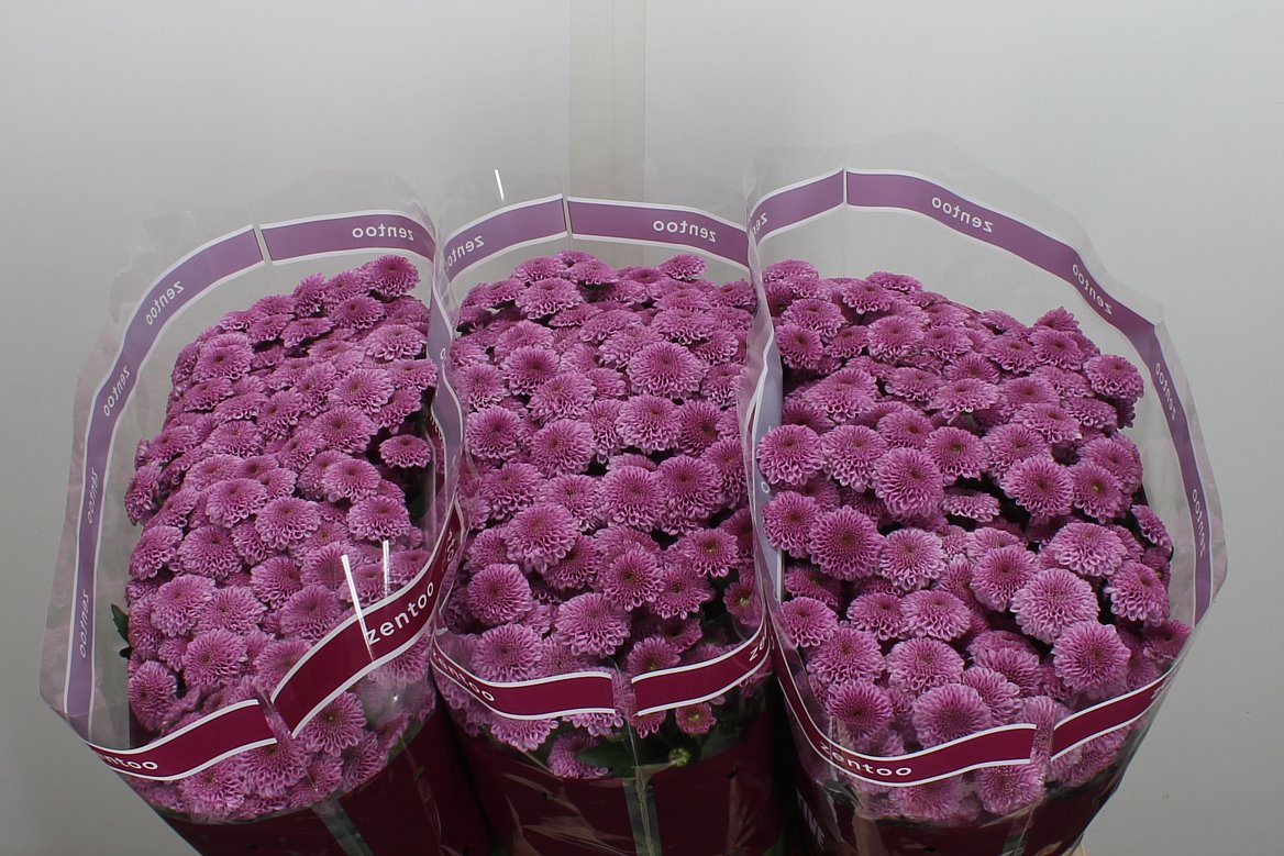 Chrysanth Santini Kismo Pink 55cm 48gr.