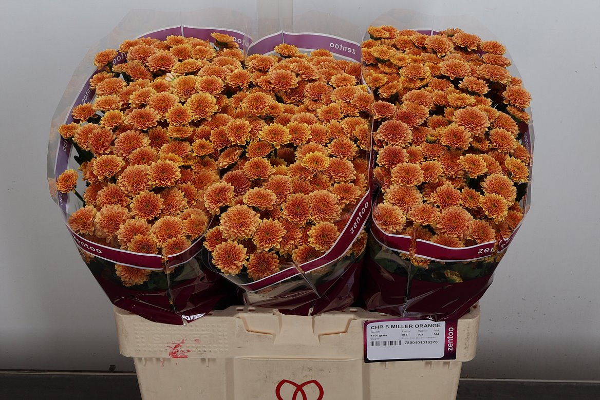 Chrysanth Santini Miller Orange 55cm