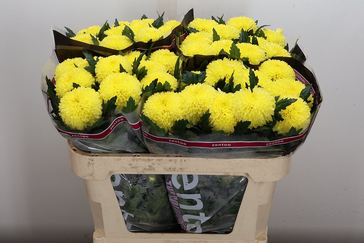 Chrysanth Single Superbowl Yellow 70cm 85gr.