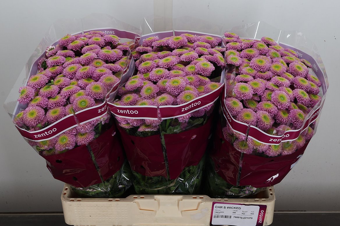 Chrysanth Santini Wicked 55cm