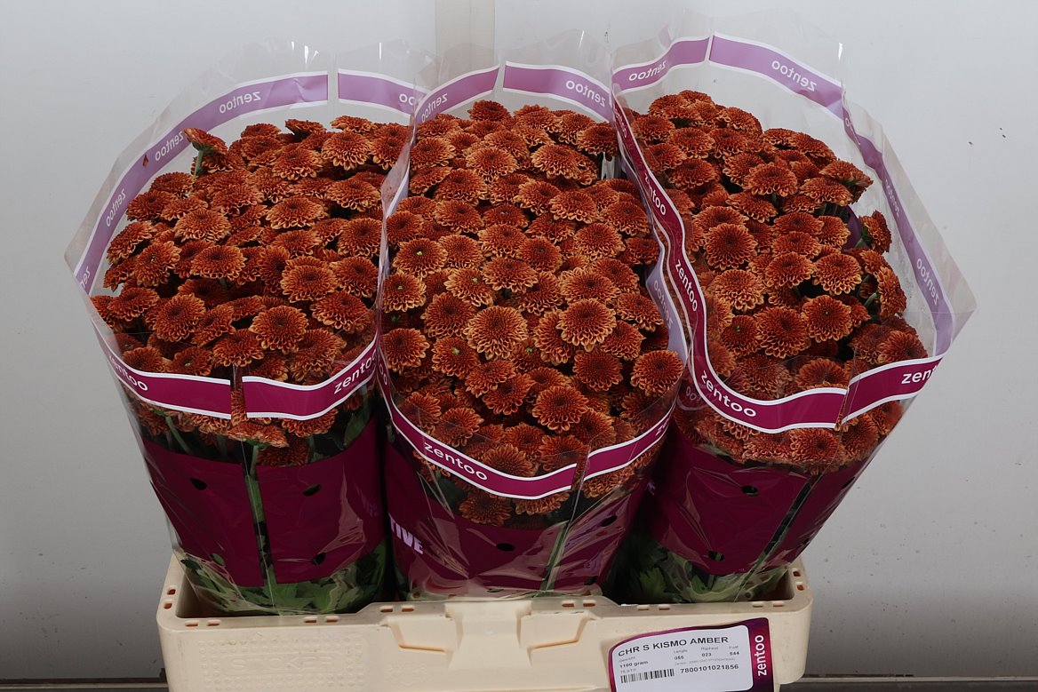 Chrysanth Santini Kismo Amber 55cm