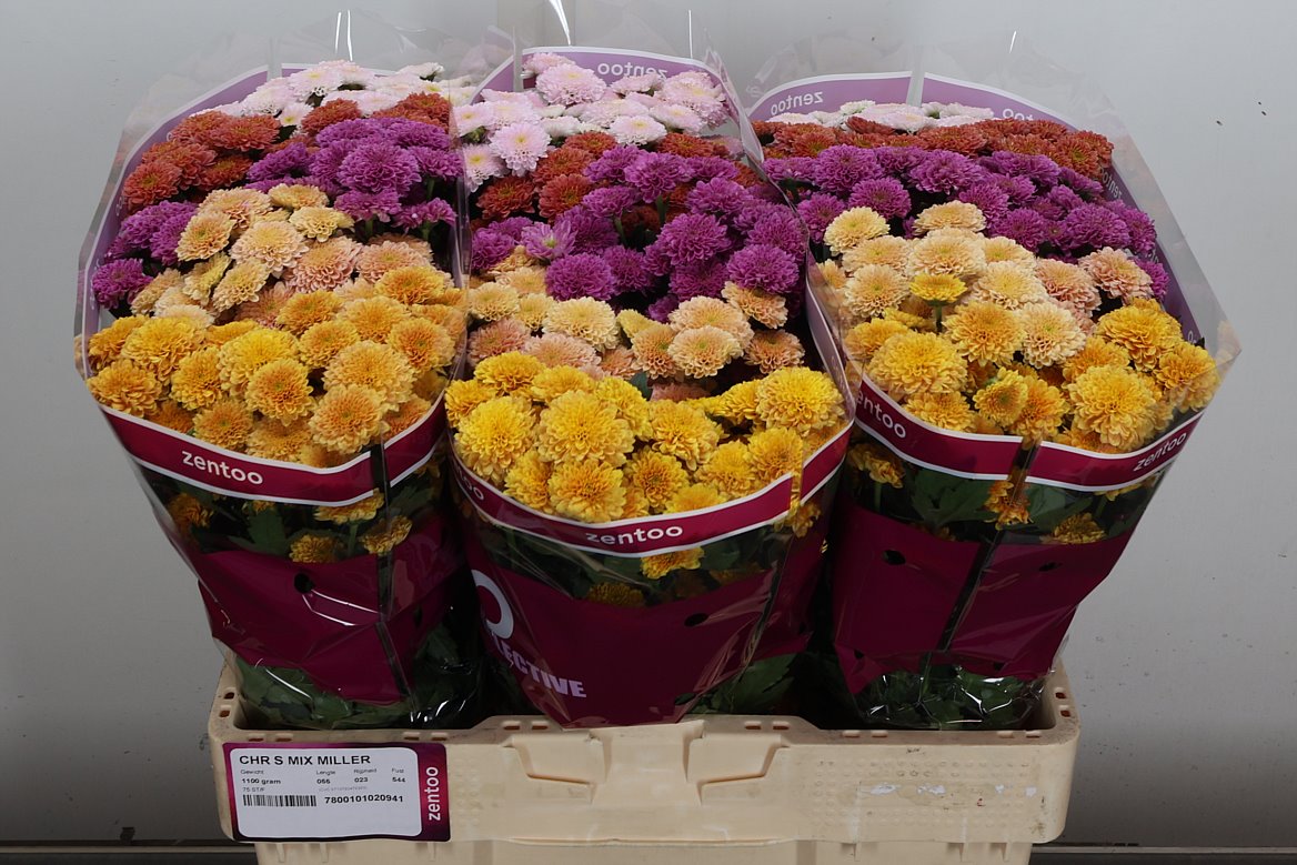 Chrysanth Santini Mix 55cm 44gr.