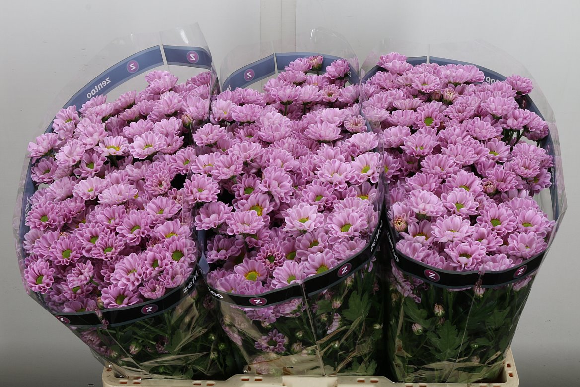 Chrysanth Santini Rossi Pink 55cm 40gr.