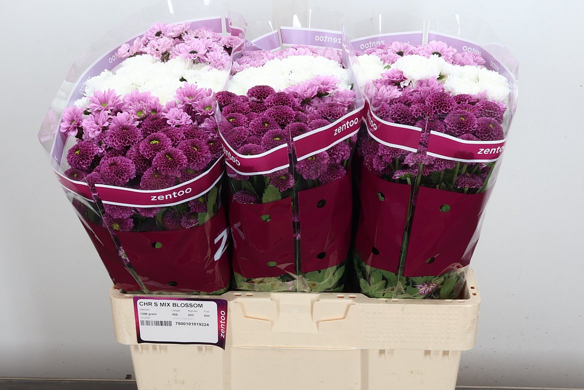 Chrys Spray Seasons Assorted Box 110gram
