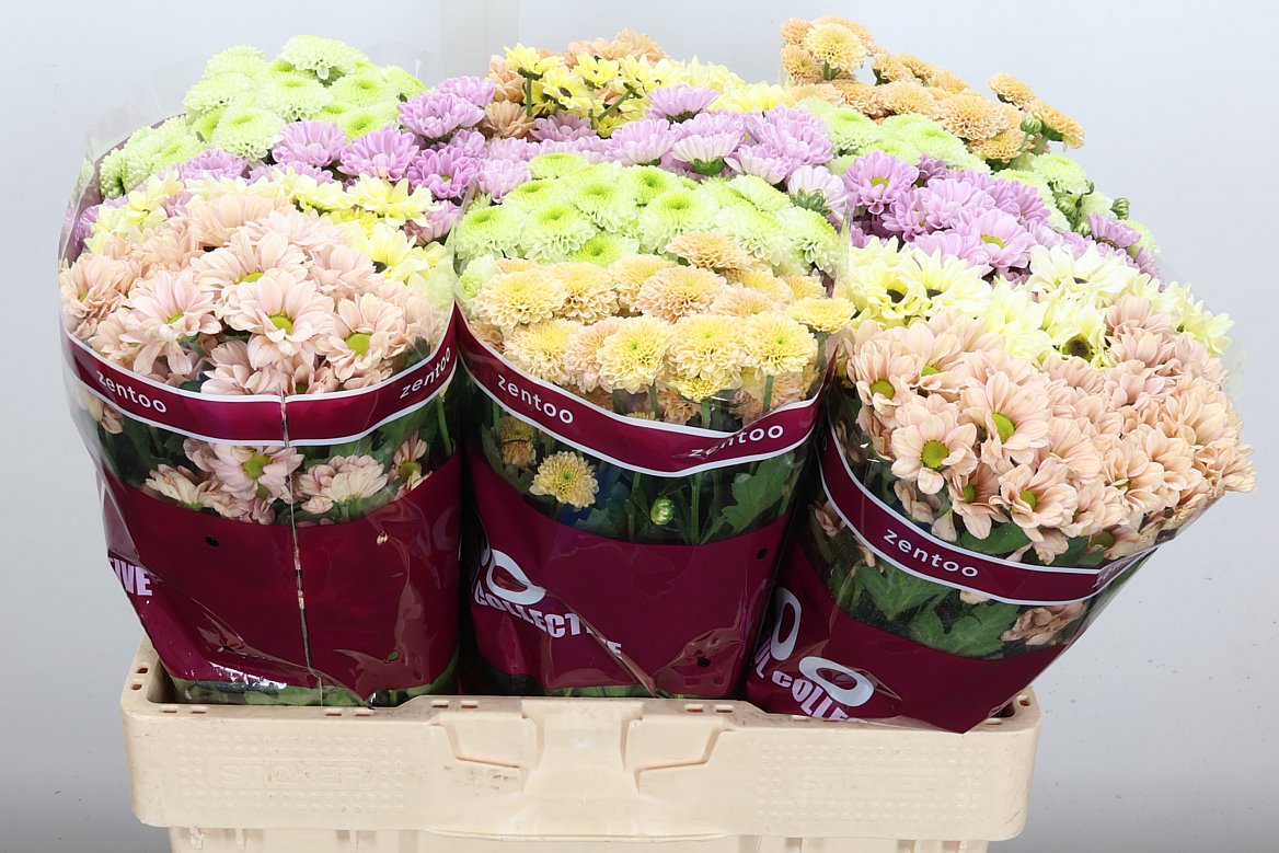 Chrys Spray Seasons Assorted Box 110gram