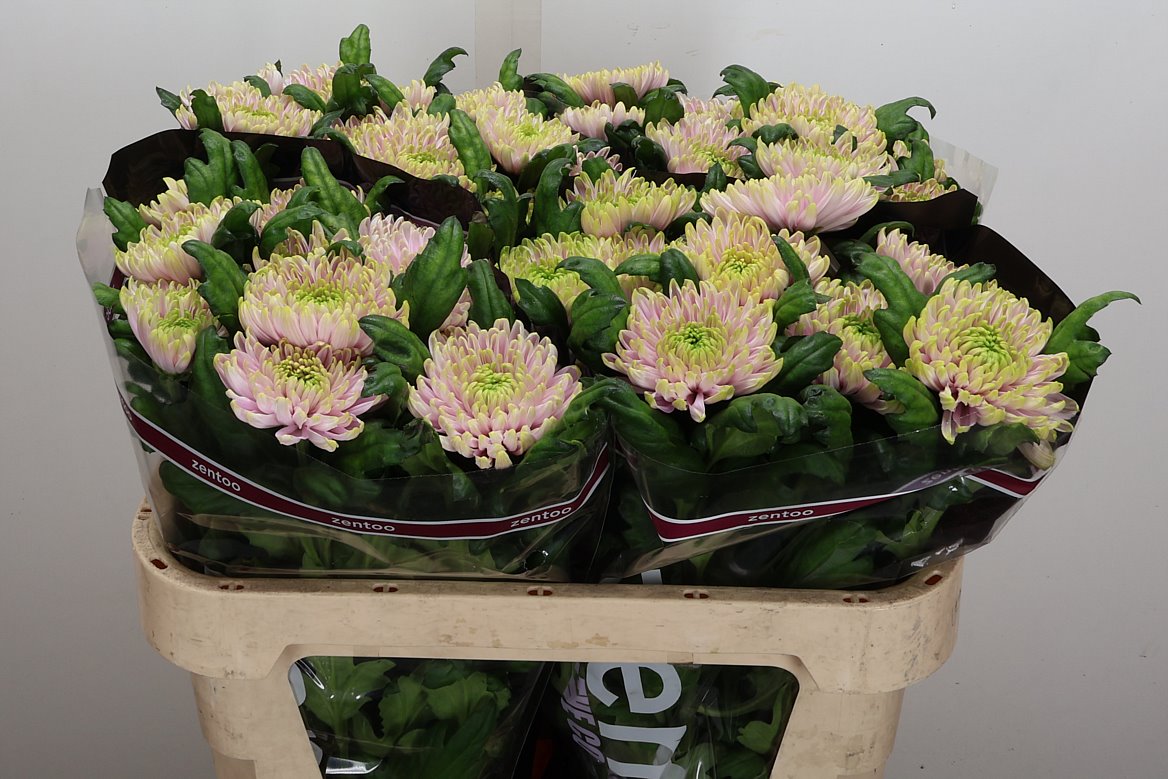 Chrysanth Single Rossano Charlotte 70cm 80gr.