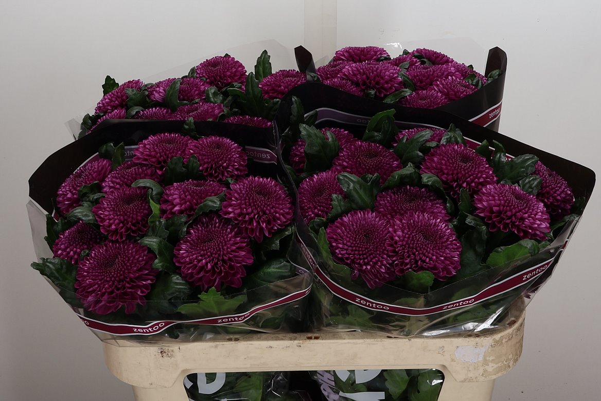 Chrysanth Single Roxo 70cm 85gr.