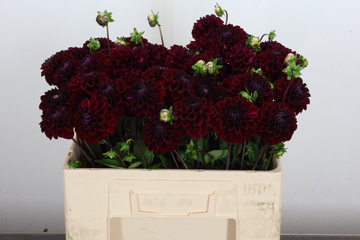 Dahlia Black Fox 50cm