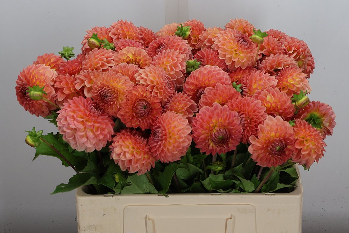 Dahlia Hillcrest Suffusion 50cm