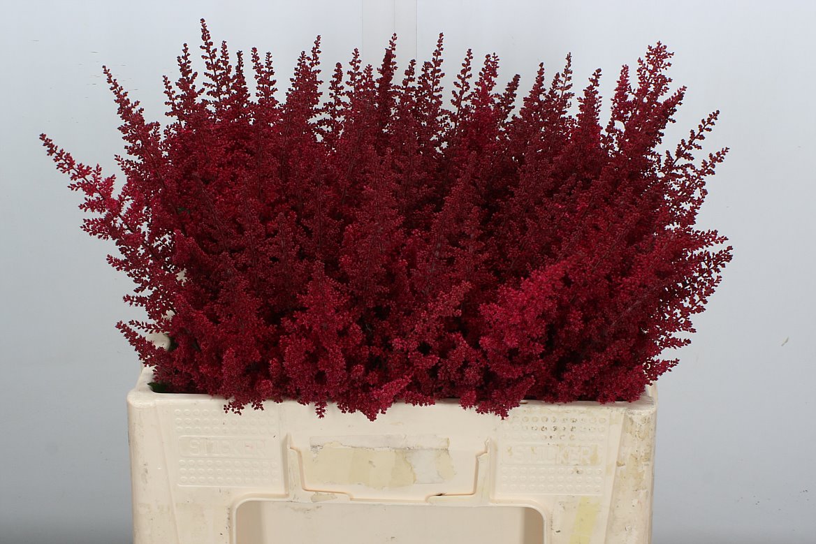 Astilbe Paul Gäarder 55cm