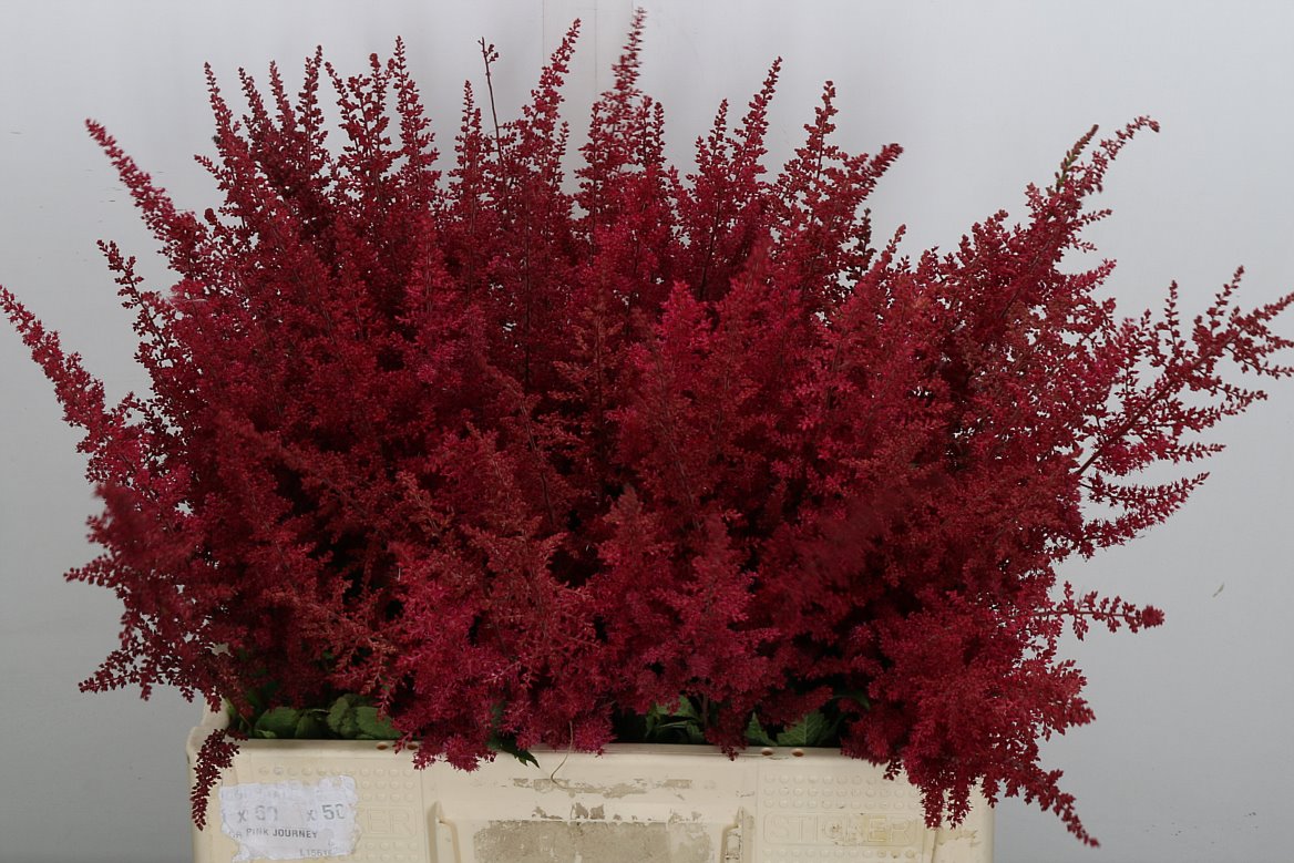 Astilbe Paul Gäarder 60cm