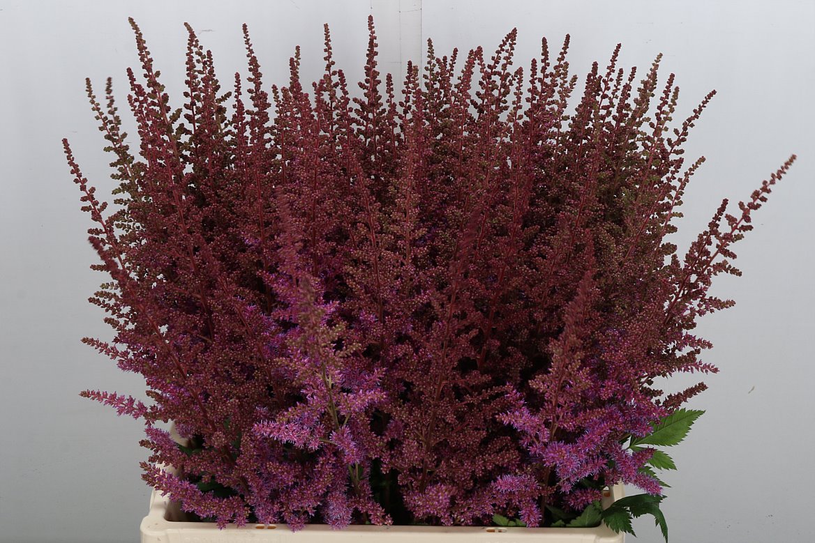 Astilbe Maggie Daley 65cm