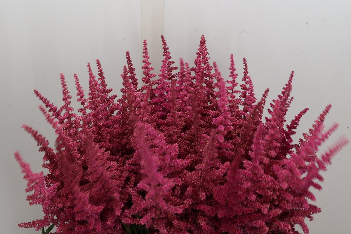 Astilbe Loud And Proud 70cm