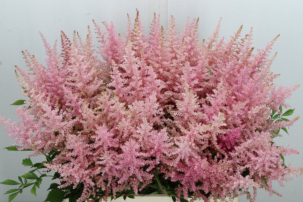 Astilbe Erika 65cm