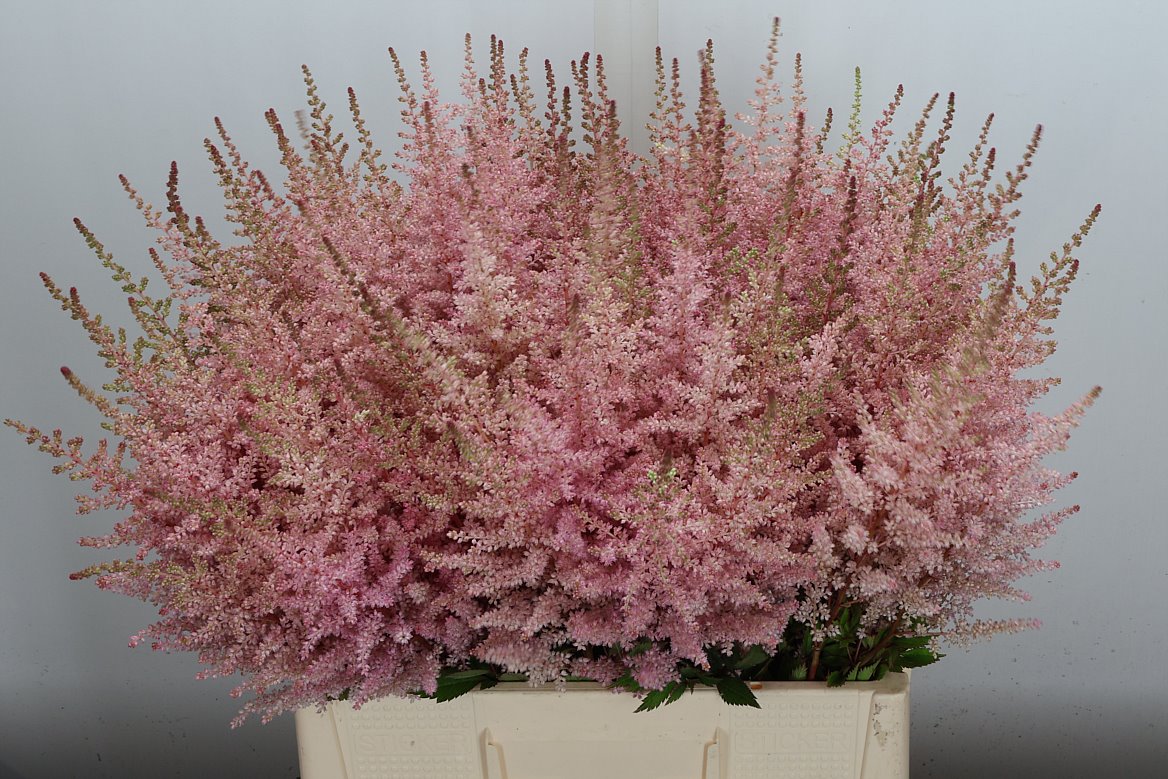 Astilbe Erika 65cm