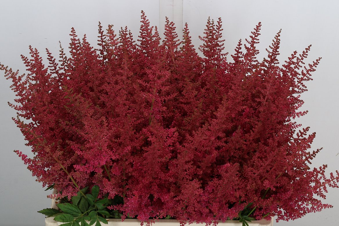 Astilbe Else Schluck 60cm