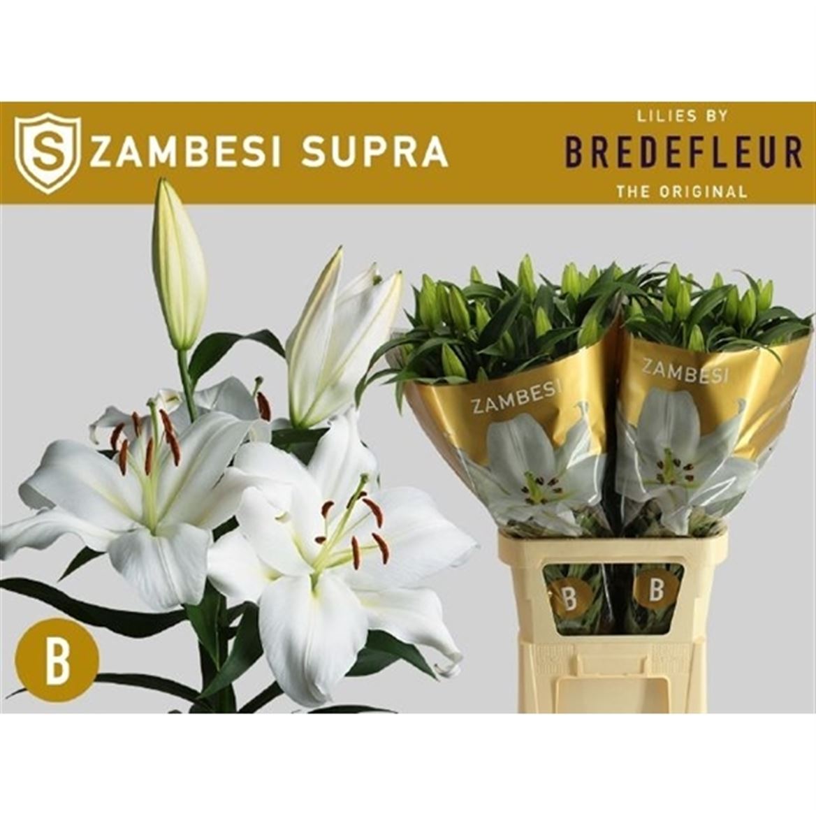 Lily Oriental Zambesi 100cm 5+