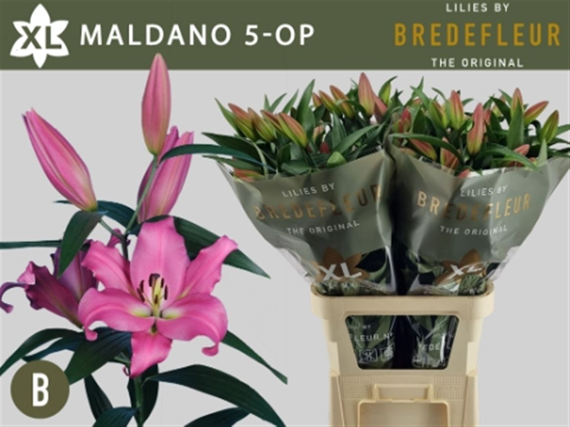 Lily Oriental Maldano 100cm 5+